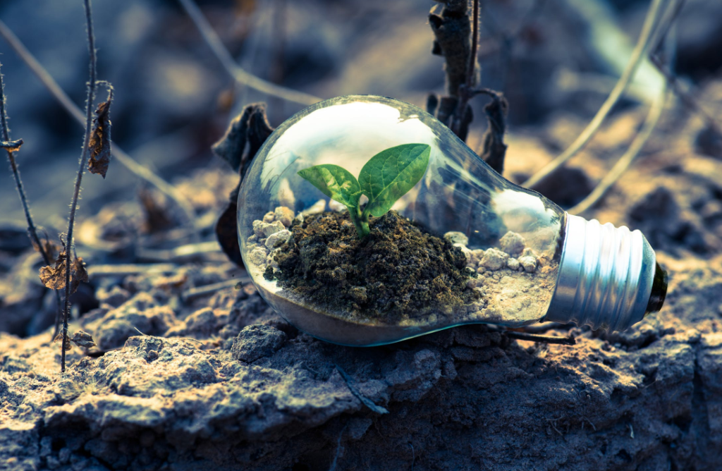 lightbulb on its side with a small plant growing inside