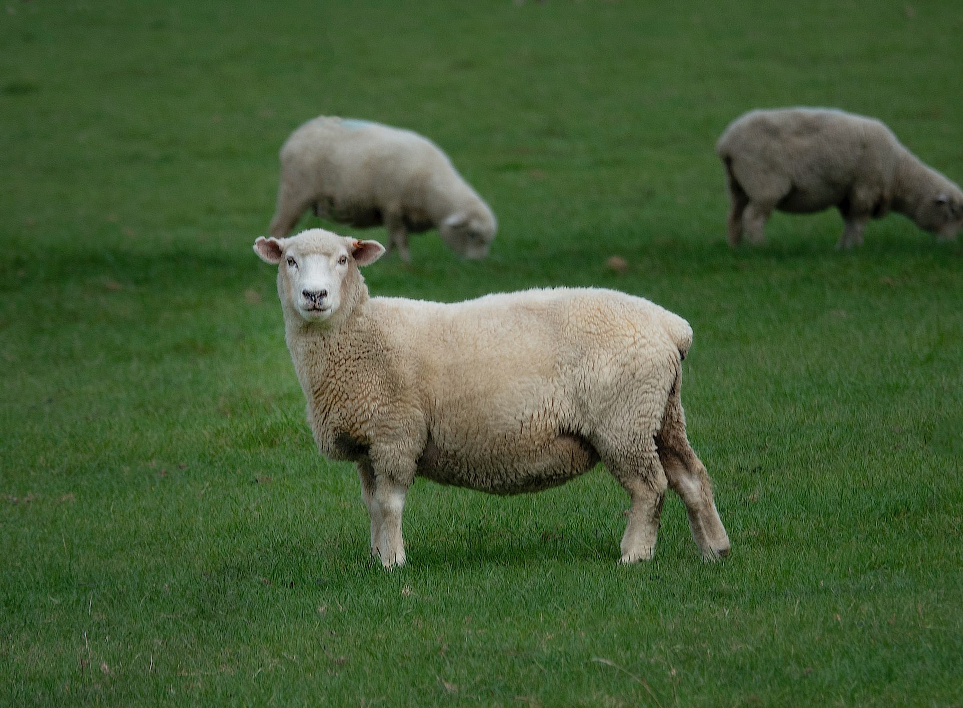 Play the Lameness Game to help reduce antibiotic use in sheep farming