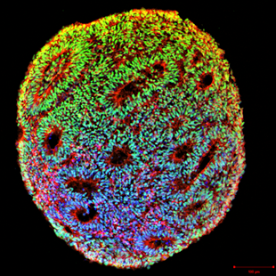 Brain Tissue Engineering Community thumbnail