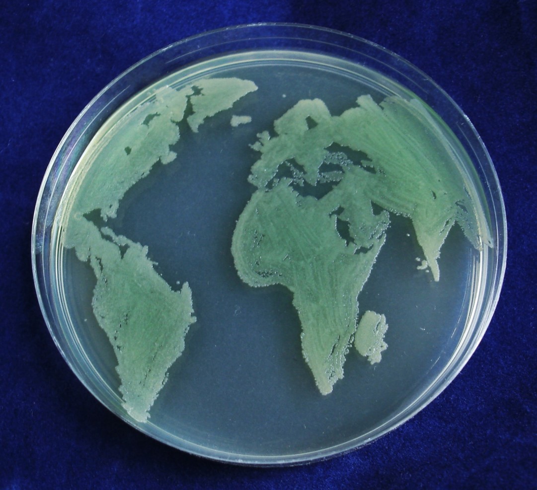 Petri dish showing bacteria in the shape of the world